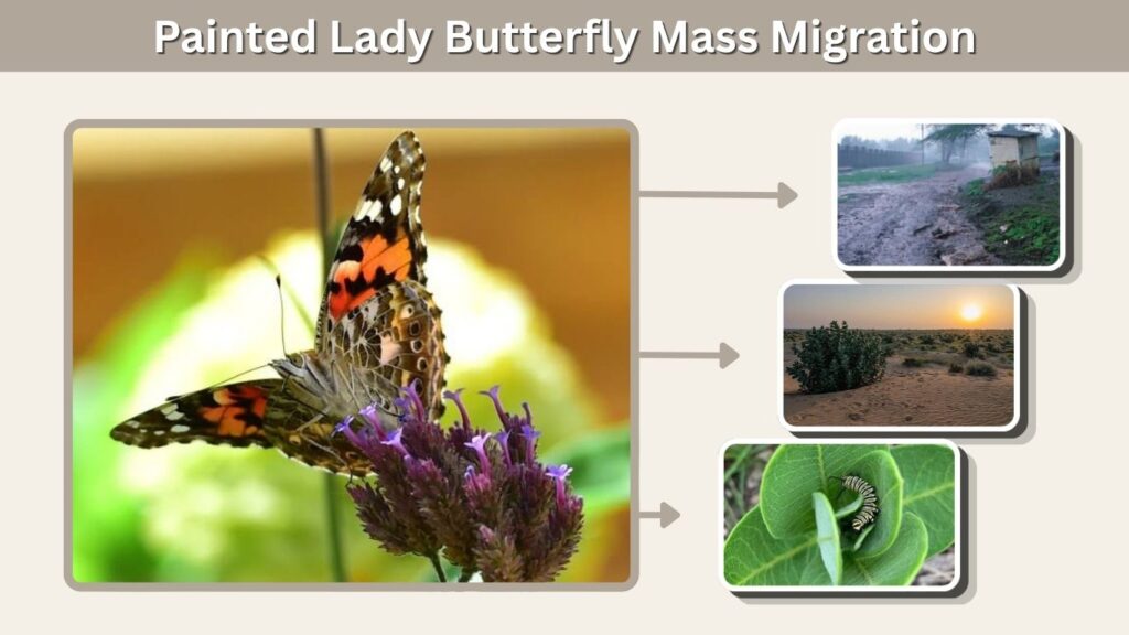 Painted Lady Butterfly Mass Migration