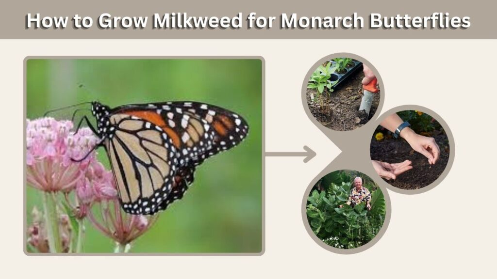 How to Grow Milkweed for Monarch Butterflies