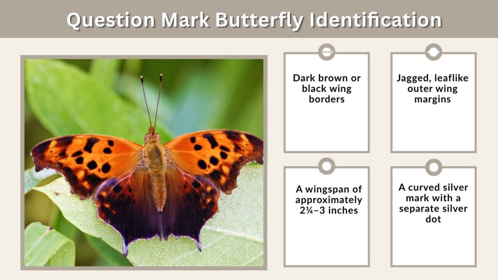 Question Mark Butterfly Identification