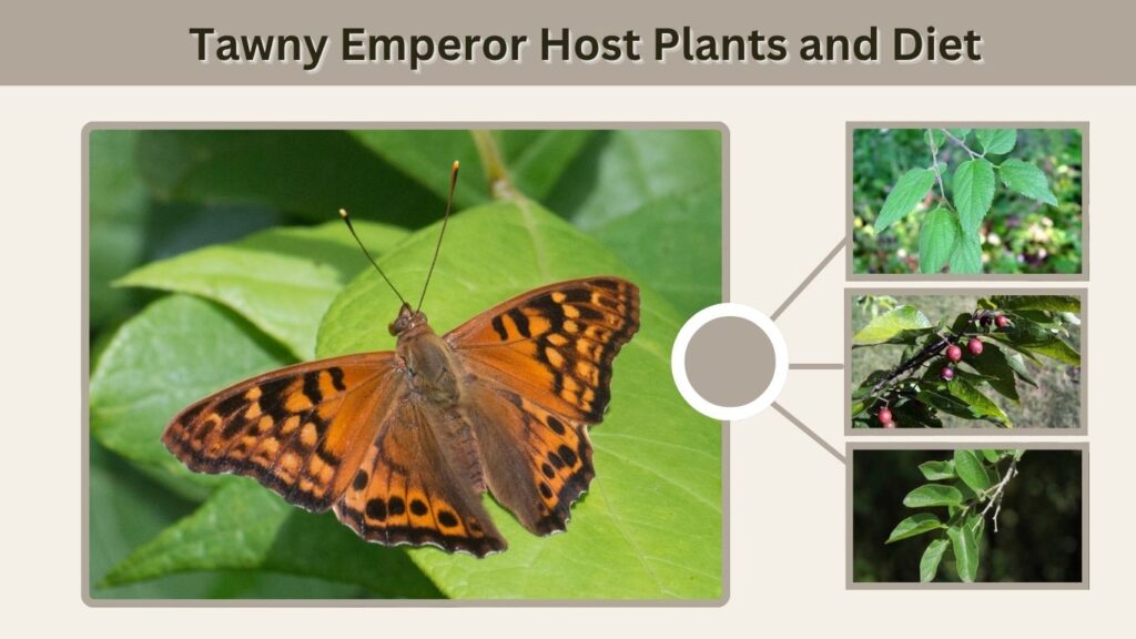 Tawny Emperor Host Plants and Diet