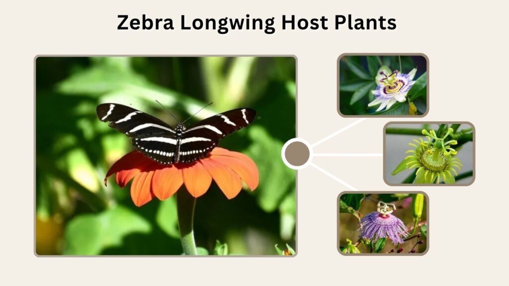 Zebra Longwing Host Plants