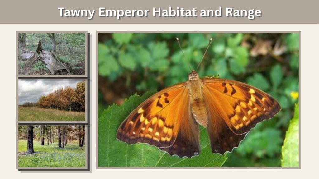 Tawny Emperor Habitat and Range