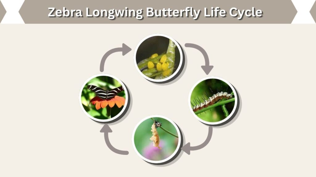 Zebra Longwing Butterfly Life Cycle