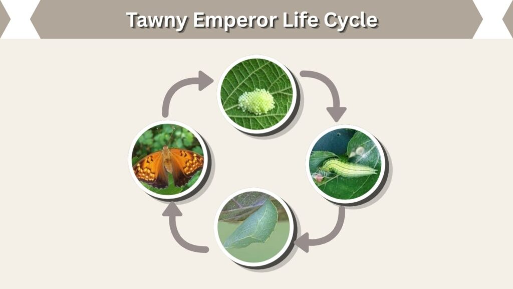 Tawny Emperor Life Cycle