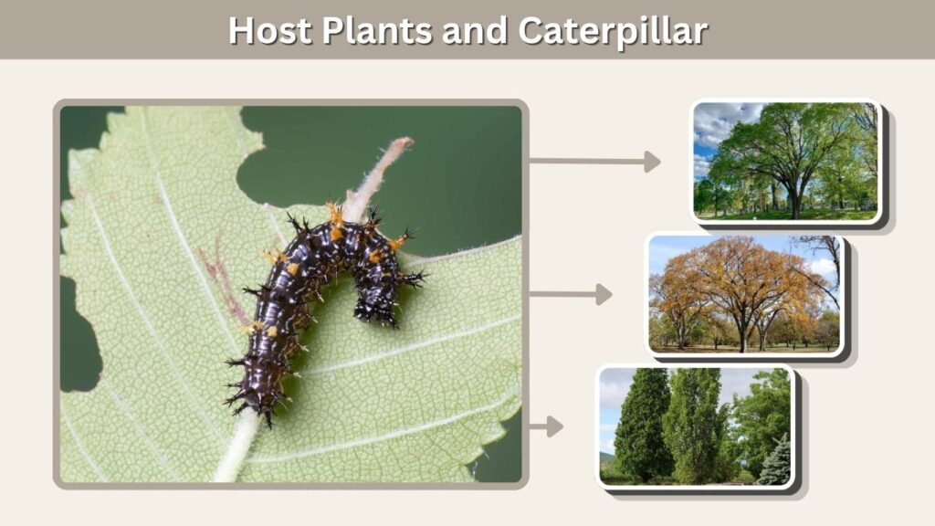 Host Plants and Caterpillar