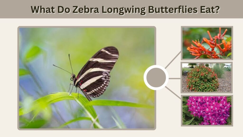 What Do Zebra Longwing Butterflies Eat?