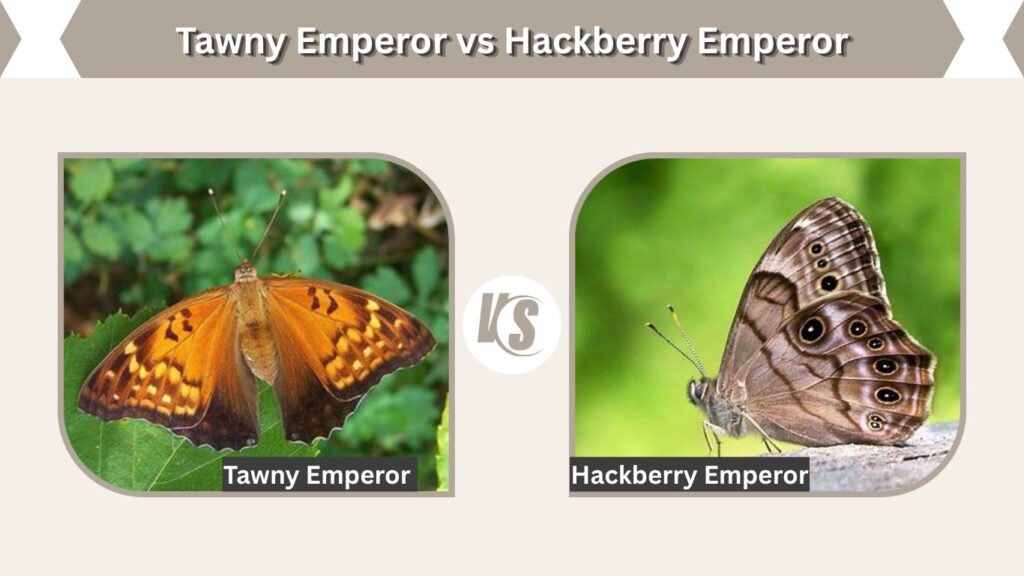 Tawny Emperor vs Hackberry Emperor