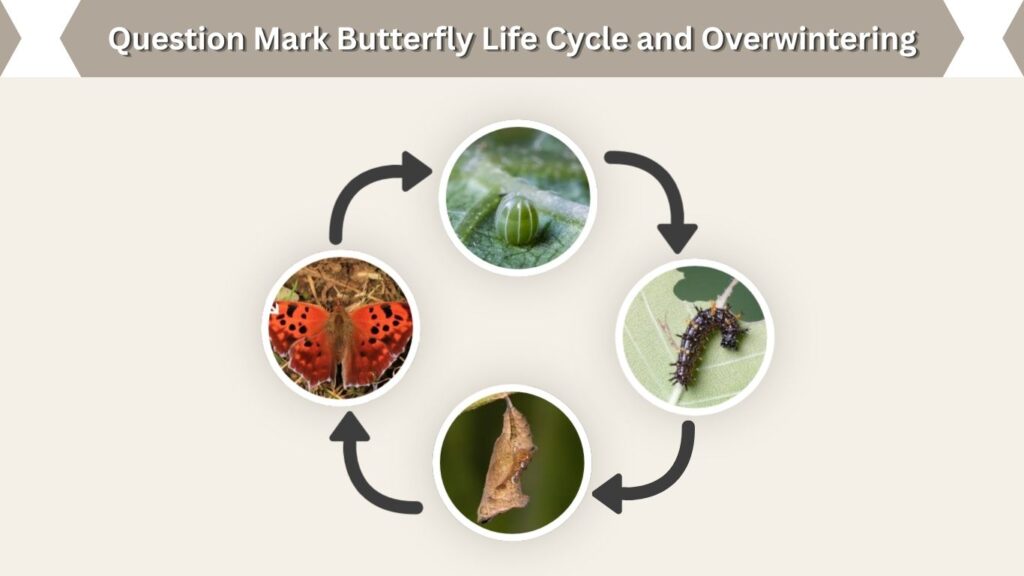 Question Mark Butterfly Life Cycle and Overwintering