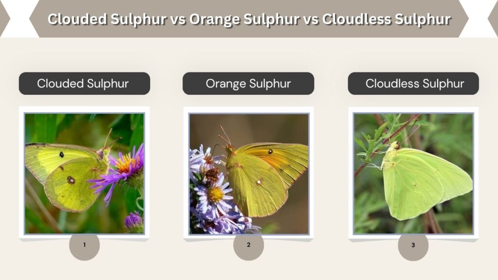 Clouded Sulphur vs Orange Sulphur vs Cloudless Sulphur