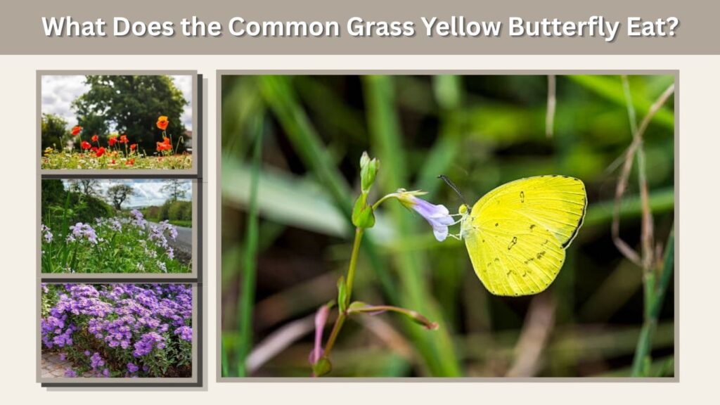 What Does the Common Grass Yellow Butterfly Eat?