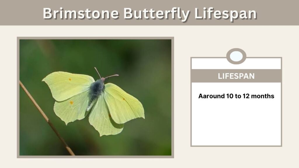 Brimstone Butterfly Lifespan