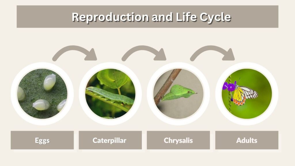Common Jezebel Life Cycle