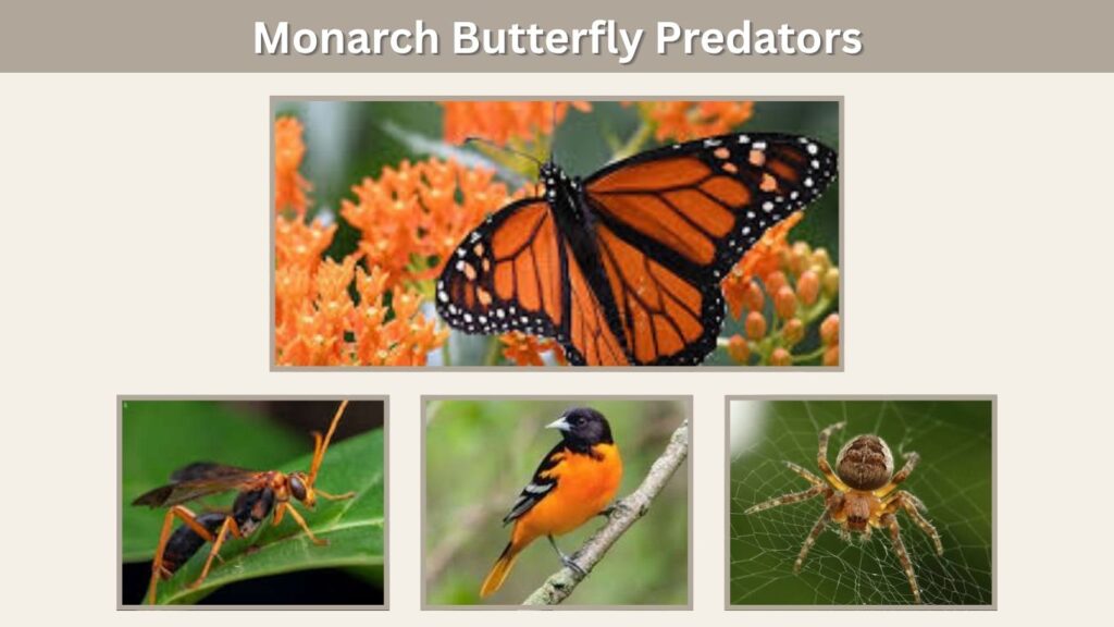 Monarch Butterfly Predators
