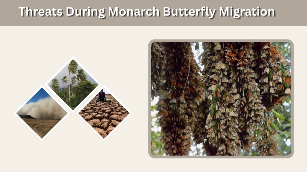 Threats During Monarch Butterfly Migration
