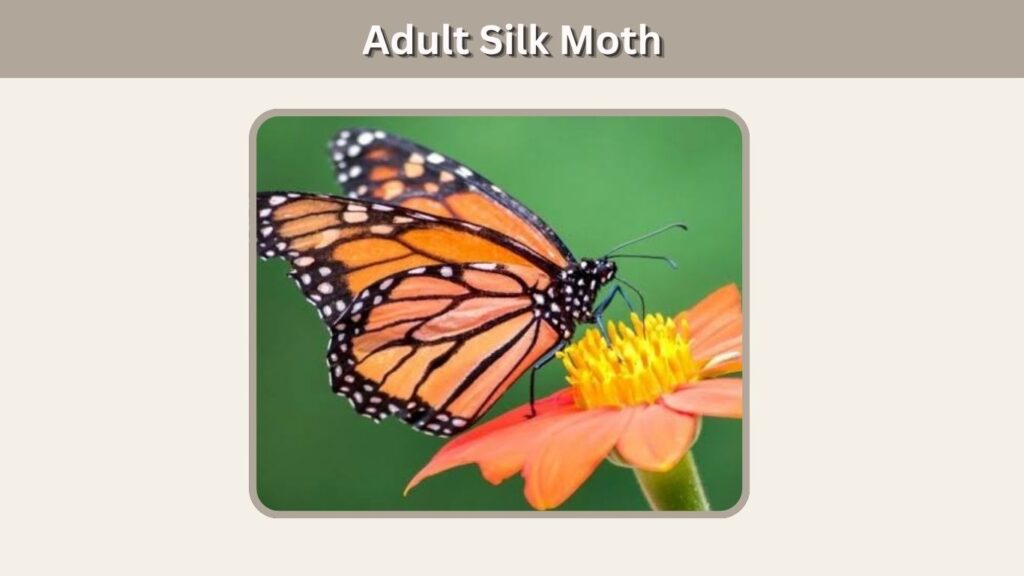 Stage 4: Adult Monarch Butterfly