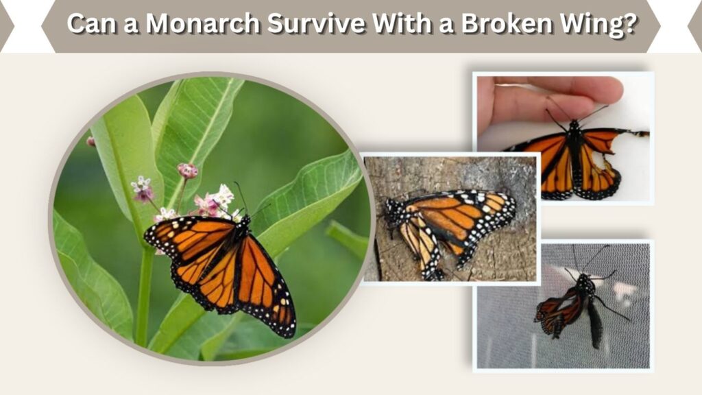 Can a Monarch Survive With a Broken Wing?