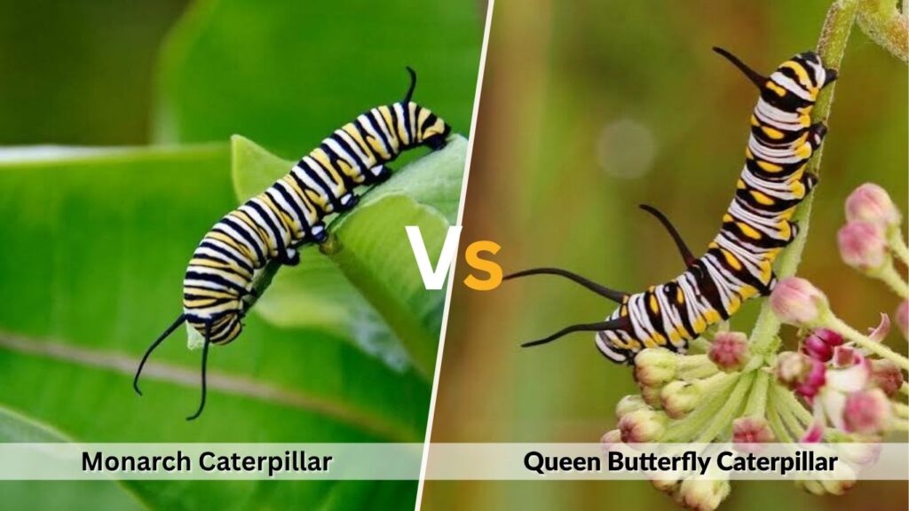 Queen Butterfly Caterpillar vs Monarch Caterpillar
