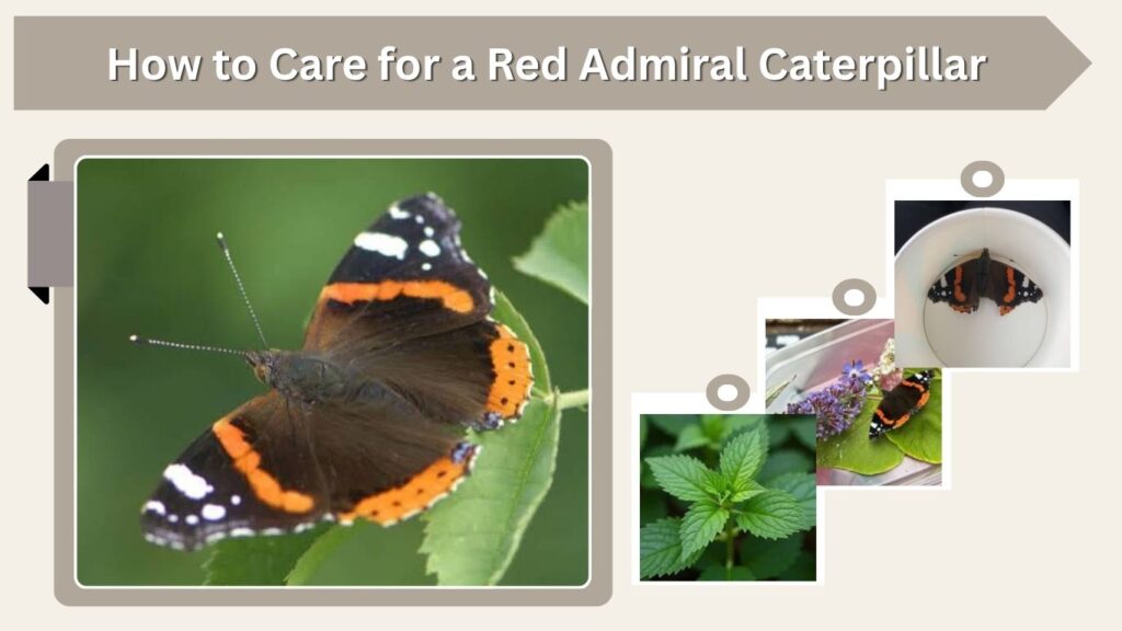 How to Care for a Red Admiral Caterpillar