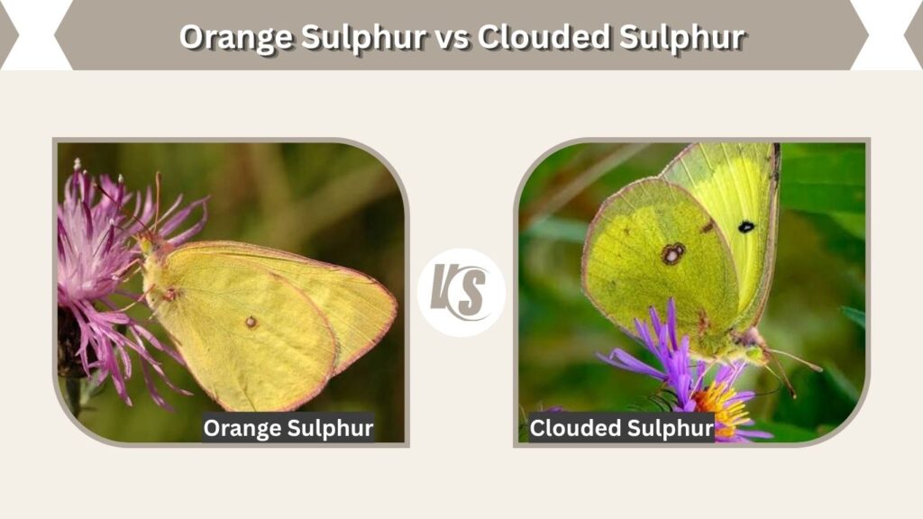 Orange Sulphur vs Clouded Sulphur