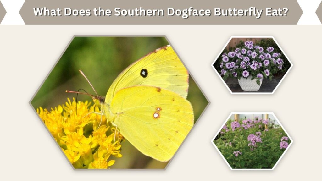 What Does the Southern Dogface Butterfly Eat?