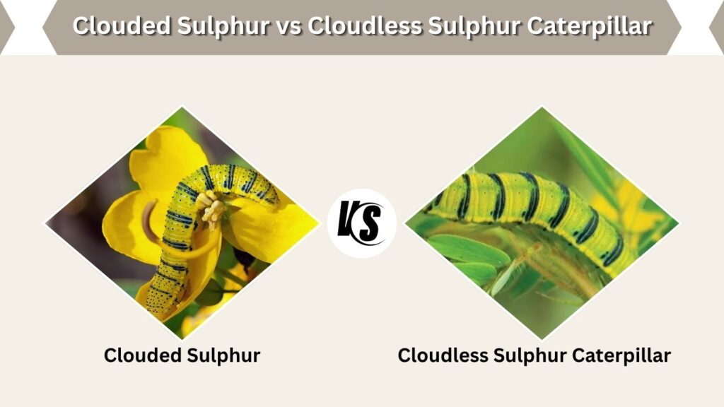 Clouded Sulphur vs Cloudless Sulphur Caterpillar