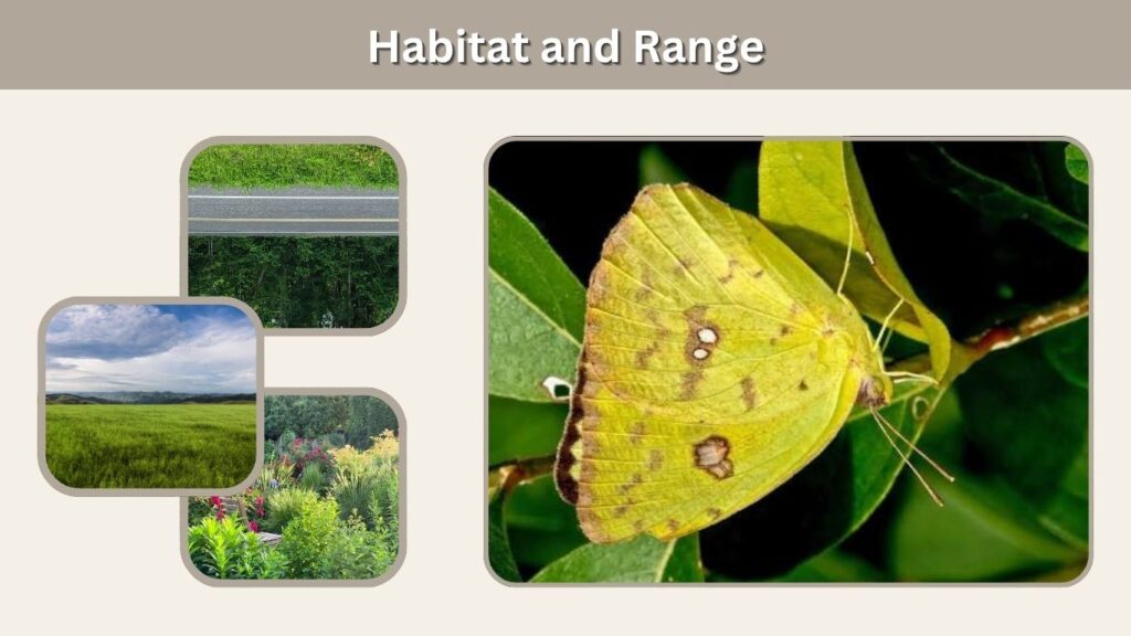 Habitat and Range