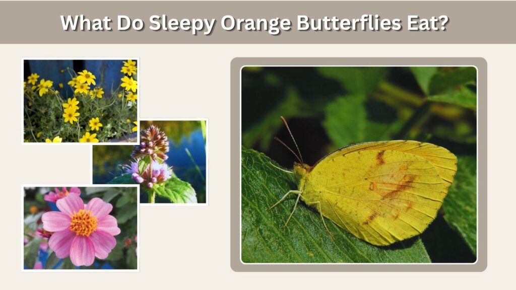 What Do Sleepy Orange Butterflies Eat?