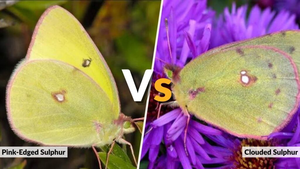 Pink-Edged Sulphur vs. Clouded Sulphur