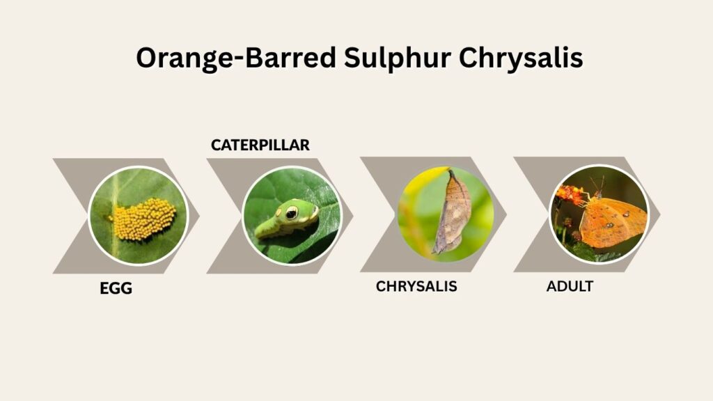 Orange-Barred Sulphur Chrysalis