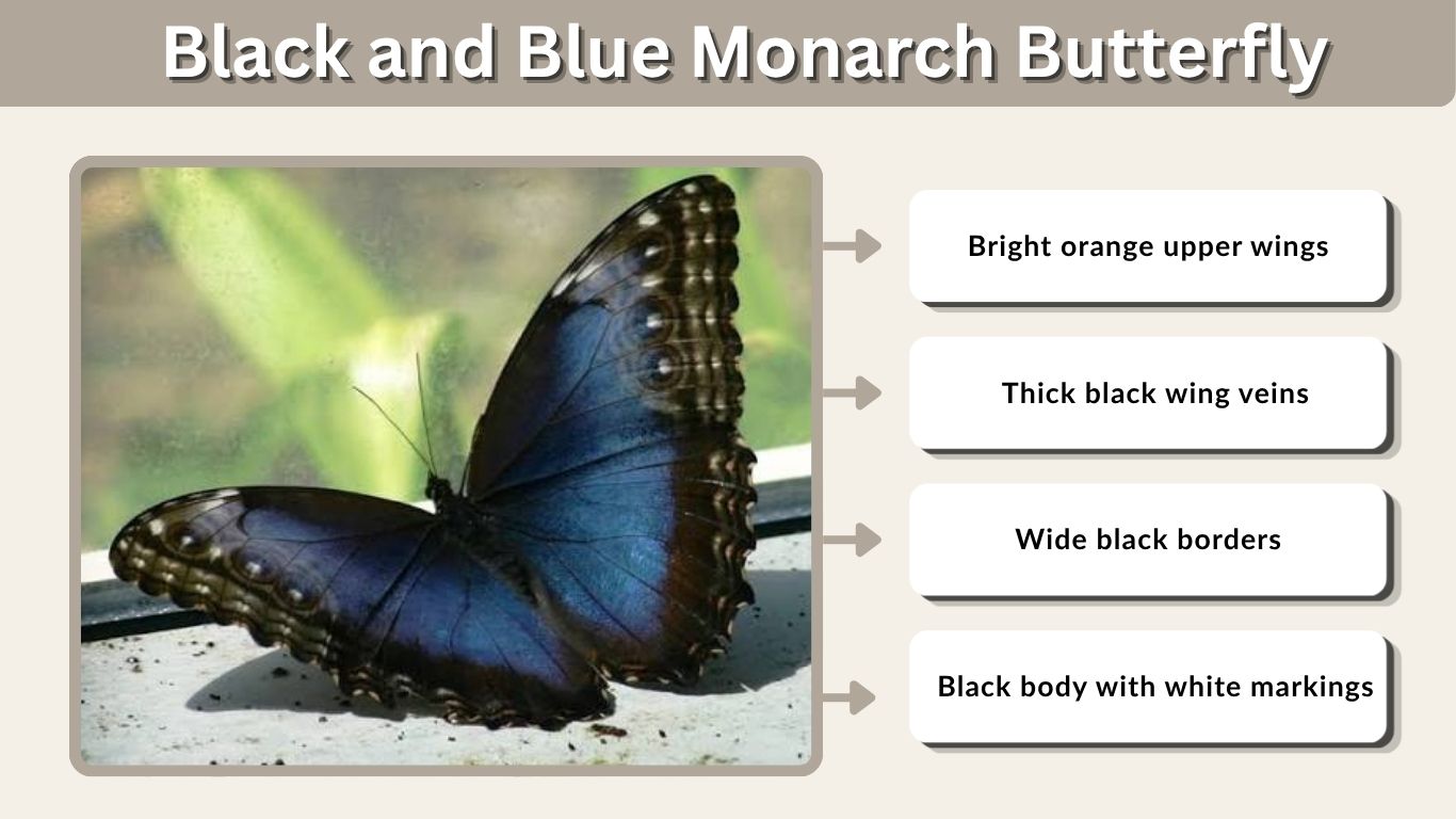 Black and Blue Monarch Butterfly: Is It Really a Monarch?
