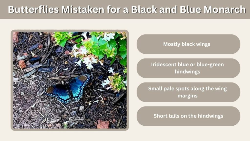 Butterflies Mistaken for a Black and Blue Monarch