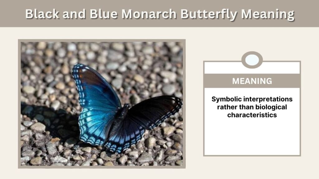 Black and Blue Monarch Butterfly Meaning