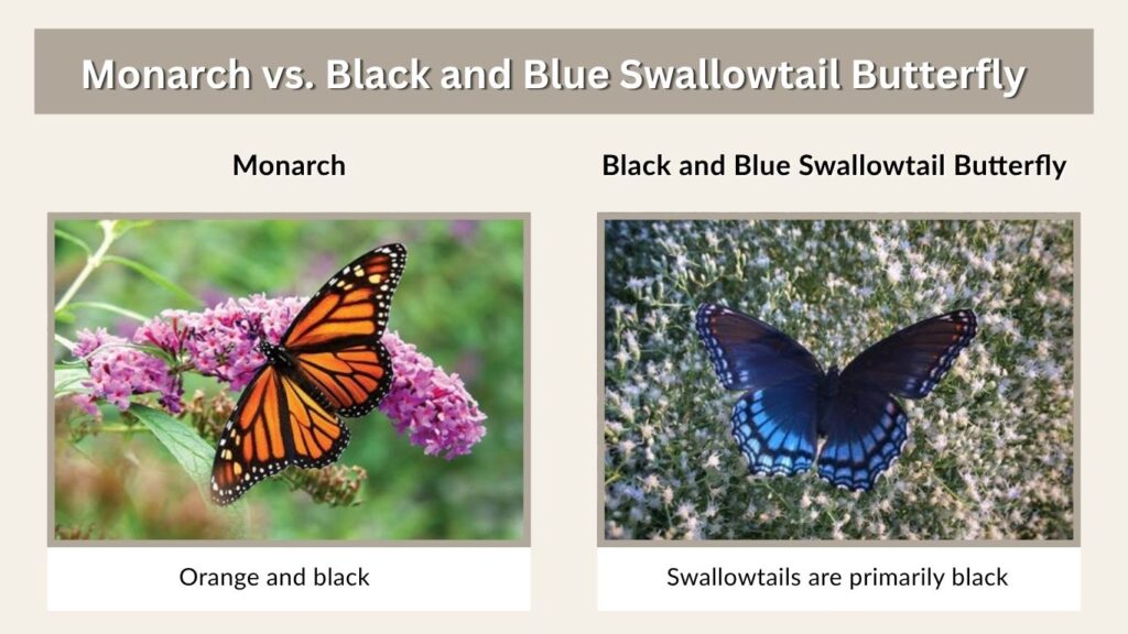 Monarch vs. Black and Blue Swallowtail Butterfly