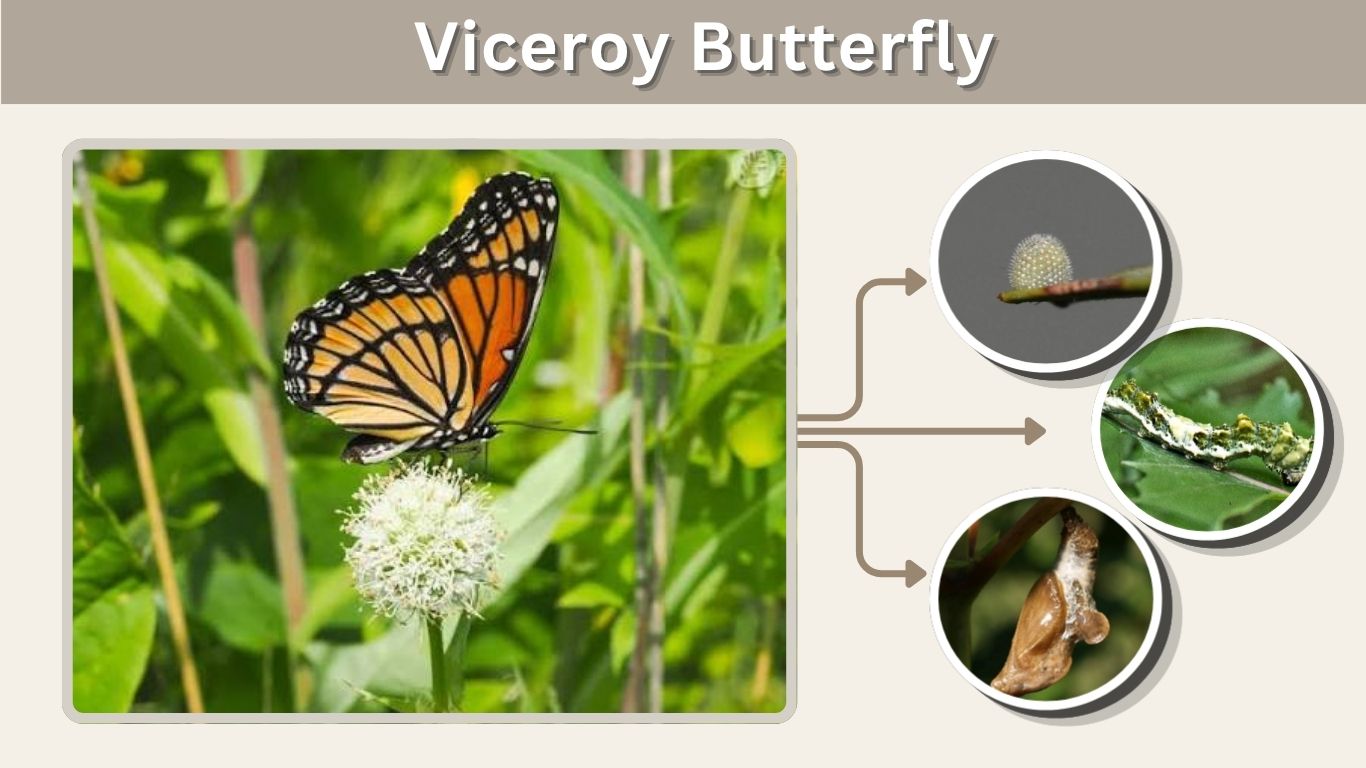 Viceroy Butterfly: Facts, Caterpillar, and Monarch Differences