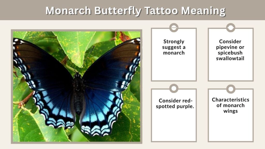 How to Identify a Black and Blue Butterfly