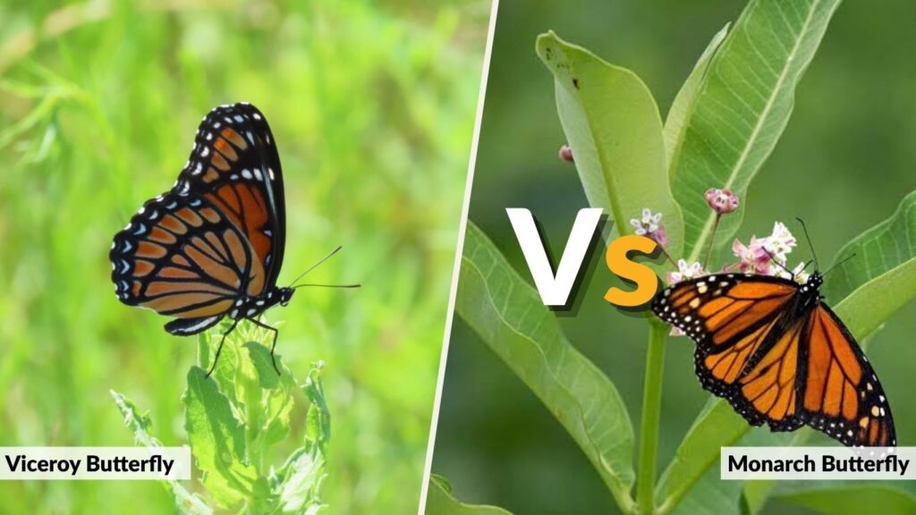 Viceroy Butterfly vs Monarch Butterfly