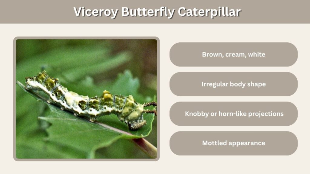 Viceroy Butterfly Caterpillar