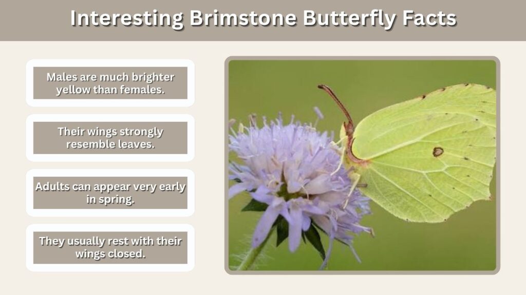 Interesting Brimstone Butterfly Facts