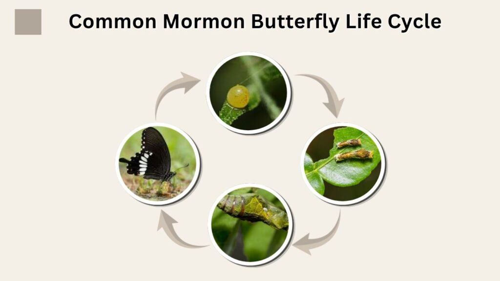Common Mormon Butterfly Life Cycle