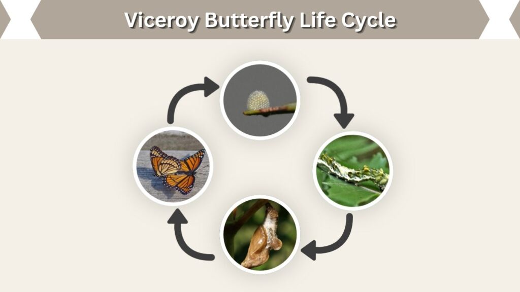 Viceroy Butterfly Life Cycle