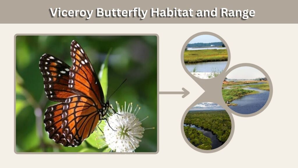Viceroy Butterfly Habitat and Range
