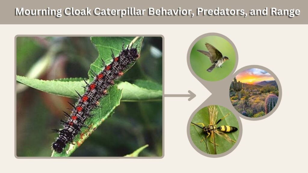 Mourning Cloak Caterpillar Behavior, Predators, and Range