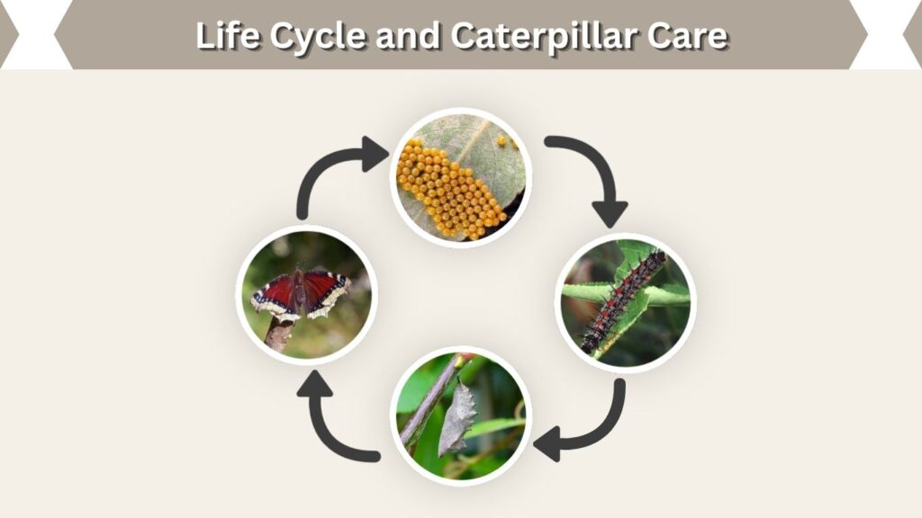 Life Cycle and Caterpillar Care
