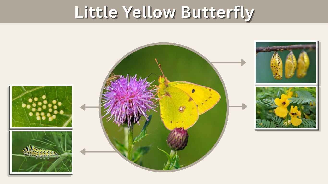Little Yellow Butterfly: Identification, Facts, Habitat & Life Cycle
