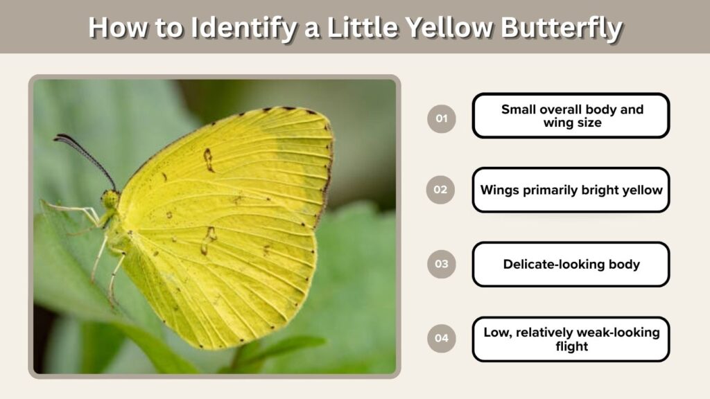 How to Identify a Little Yellow Butterfly