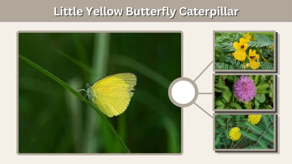 Little Yellow Butterfly Caterpillar