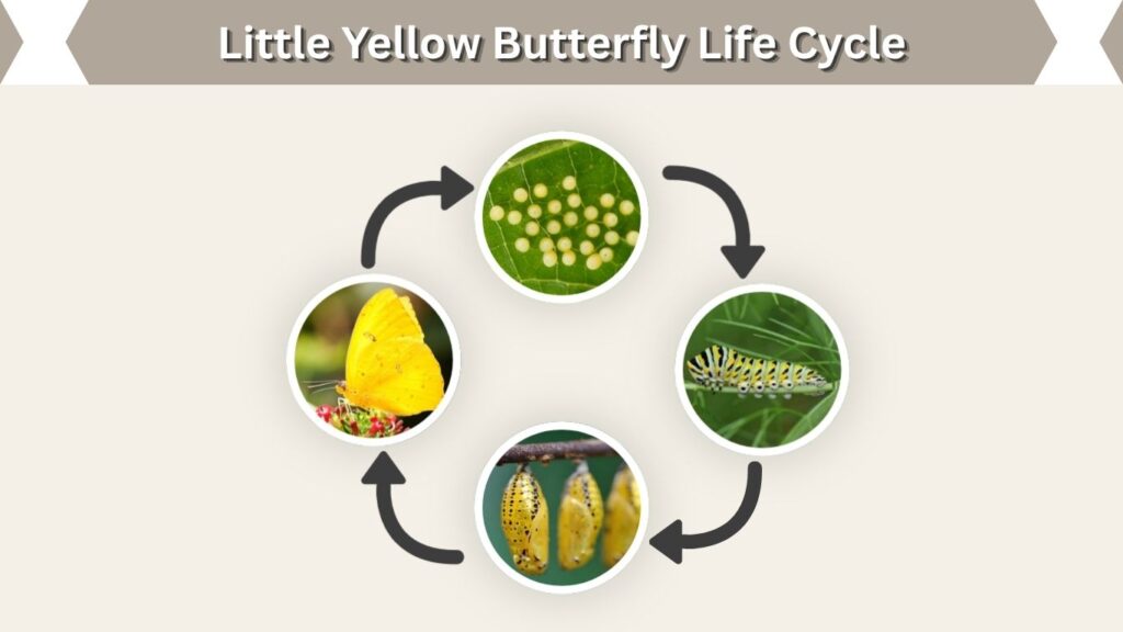 Little Yellow Butterfly Life Cycle