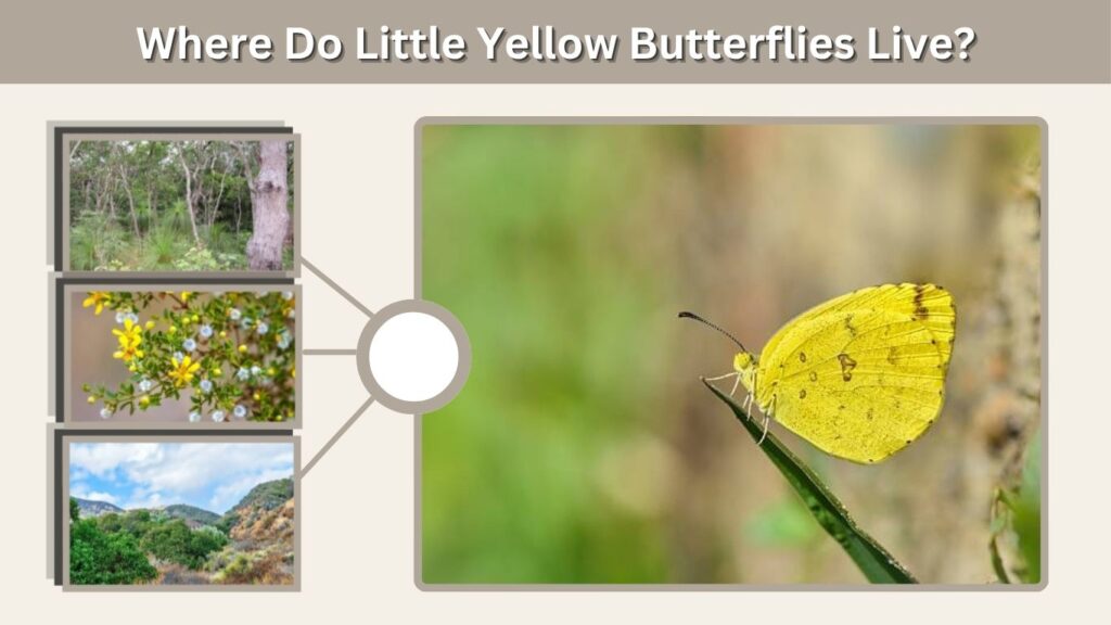 Where Do Little Yellow Butterflies Live?