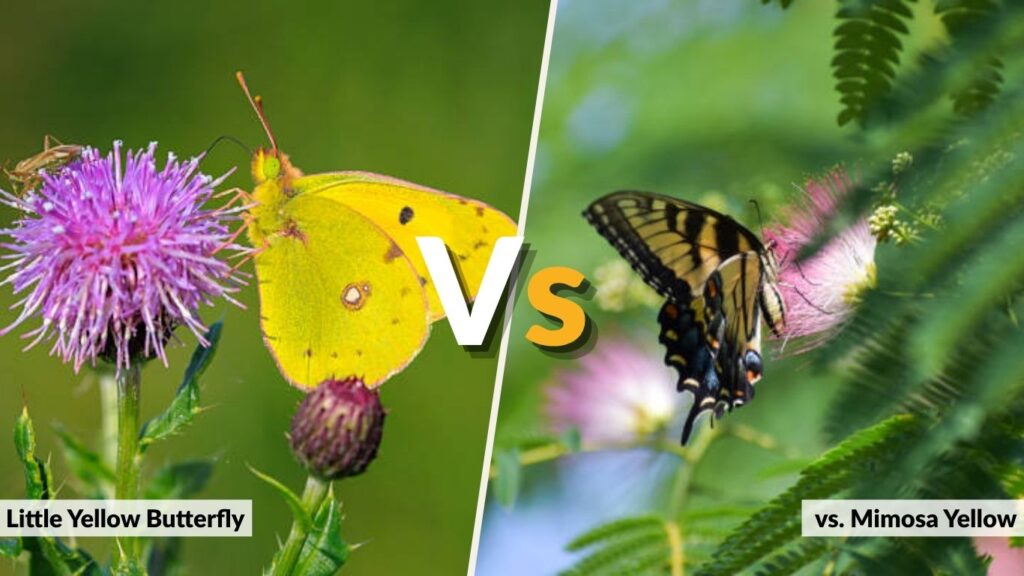 Little Yellow Butterfly vs. Mimosa Yellow