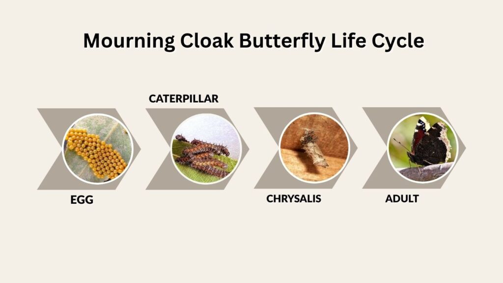 Mourning Cloak Butterfly Life Cycle